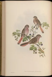 ウロチクラムス・ピルゾウィ